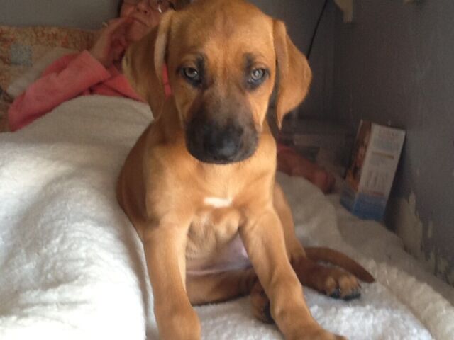 gumtree ridgeback